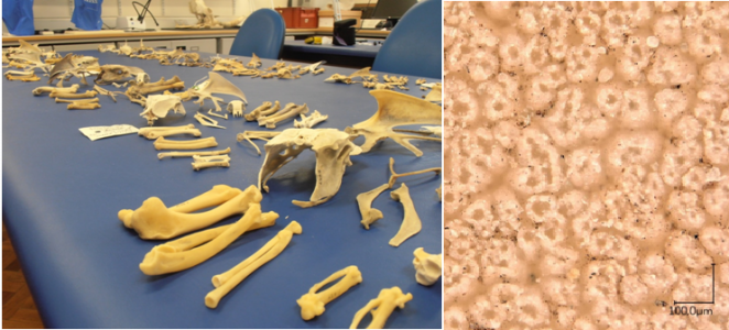 A Few of the Reference Skeletons and a Reference Eggshell